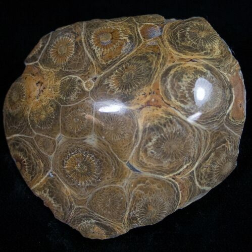 Polished Fossil Coral Head #10382